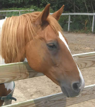 Paint Horse Joe