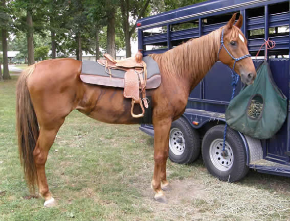 Learning to stand tied to a trailer patiently is a challenge!